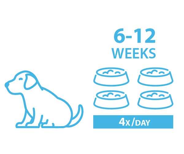 how-much-should-my-2-month-old-puppy-eat